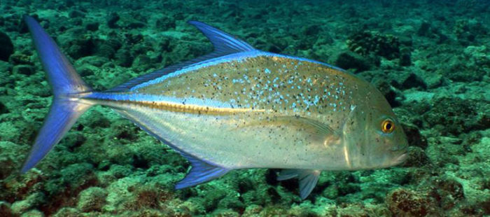 trevally-fish